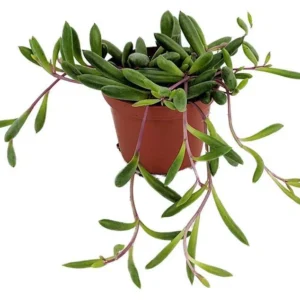 Othonna capensis String of Rubies Succulent – Trailing Plant, 2.5