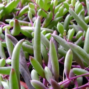 Othonna capensis String of Rubies Succulent – Trailing Plant, 2.5