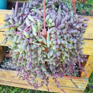 Othonna capensis String of Rubies Succulent – Trailing Plant, 2.5