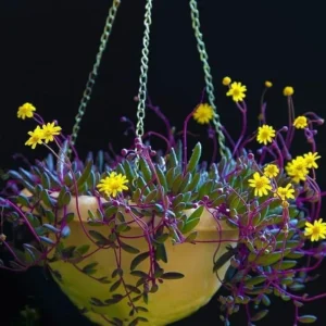 Othonna capensis String of Rubies Succulent – Trailing Plant, 2.5