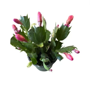 Red Thanksgiving Cactus Live Plant 4
