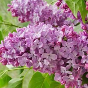 Alternative view of Syringa 'Old Glory' Starter Plant - 6-8 Inch - Fragrant Lilac Shrub