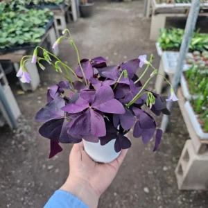 Oxalis Triangularis - Purple Shamrock Plant - 2in Pots Green and Purple