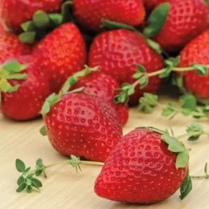 Ozark Beauty Everbearer Strawberry Plants 25 Bareroot - Sweet Berries