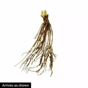 Ozark Beauty Everbearer Strawberry Plants 25 Bareroot - Sweet Berries
