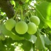 Ginkgo Biloba Maidenhair Tree - Starter Plant 5-7 Inch - Dormant
