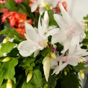 Christmas Cactus Plant Live - 4 Inch Pot - White Flowering Schlumbergera