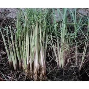 Pack 50 Live Lemongrass Plants - 5 to 7 Inch Tall, Well Rooted Herb