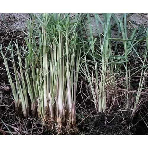 Pack 50 Live Lemongrass Plants - 5 to 7 Inch Tall, Well Rooted Herb