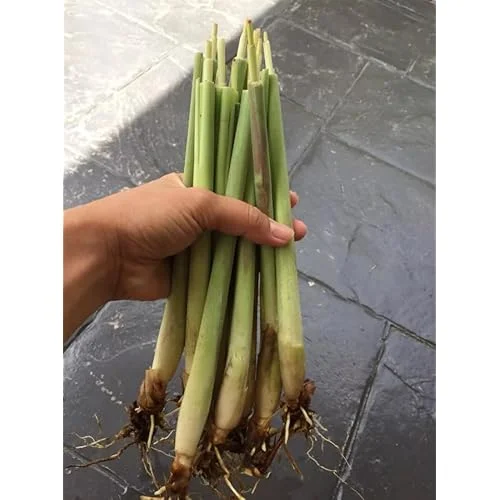 Pack 50 Live Lemongrass Plants - 5 to 7 Inch Tall, Well Rooted Herb