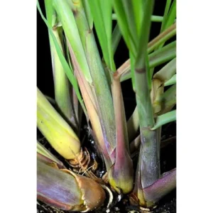 Pack 50 Live Lemongrass Plants - 5 to 7 Inch Tall, Well Rooted Herb