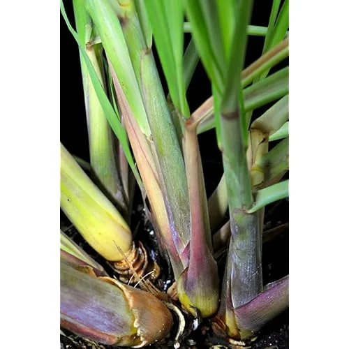 Pack 50 Live Lemongrass Plants - 5 to 7 Inch Tall, Well Rooted Herb