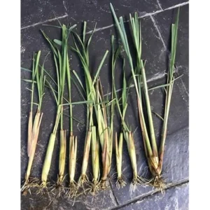 Pack 50 Live Lemongrass Plants - 5 to 7 Inch Tall, Well Rooted Herb