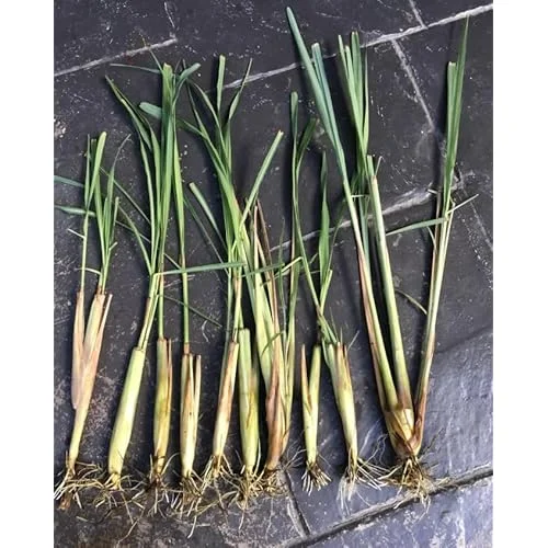 Pack 50 Live Lemongrass Plants - 5 to 7 Inch Tall, Well Rooted Herb