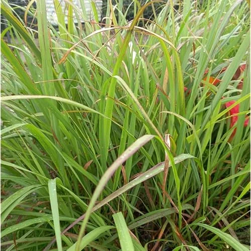 Pack 50 Live Lemongrass Plants - 5 to 7 Inch Tall, Well Rooted Herb