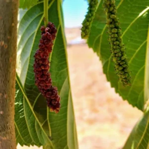 Pakistan Mulberry Plant - Live Black Mulberry Plant 12-16 Inch Bare Roots - Half Gallon Pot