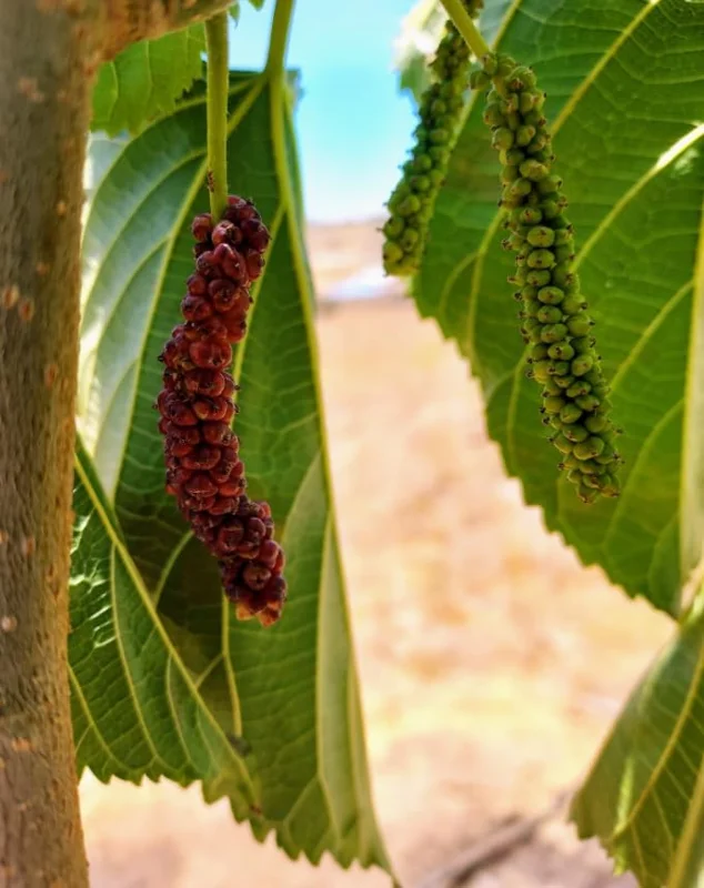 Pakistan Mulberry Plant - Live Black Mulberry Plant 12-16 Inch Bare Roots - Half Gallon Pot