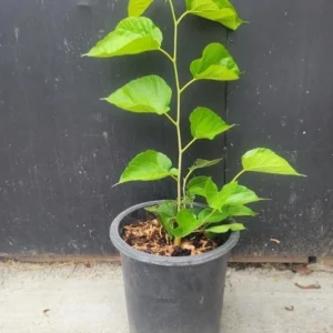 Pakistan Mulberry Plant - Live Black Mulberry Plant 12-16 Inch Bare Roots - Half Gallon Pot