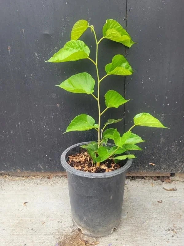 Pakistan Mulberry Plant - Live Black Mulberry Plant 12-16 Inch Bare Roots - Half Gallon Pot