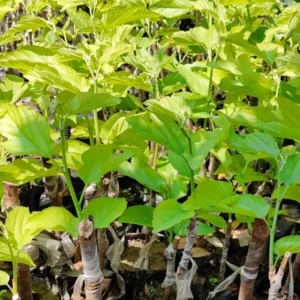 Pakistan Mulberry Plant - Live Black Mulberry Plant 12-16 Inch Bare Roots - Half Gallon Pot