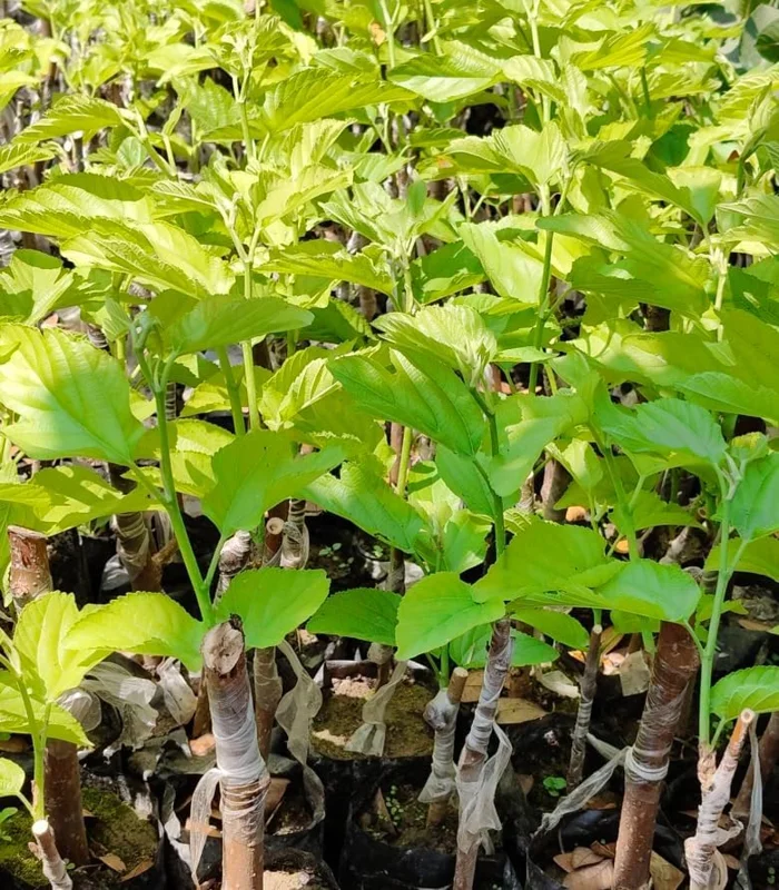Pakistan Mulberry Plant - Live Black Mulberry Plant 12-16 Inch Bare Roots - Half Gallon Pot
