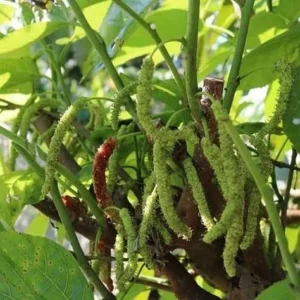 Pakistan Mulberry Plant - Live Black Mulberry Plant 12-16 Inch Bare Roots - Half Gallon Pot