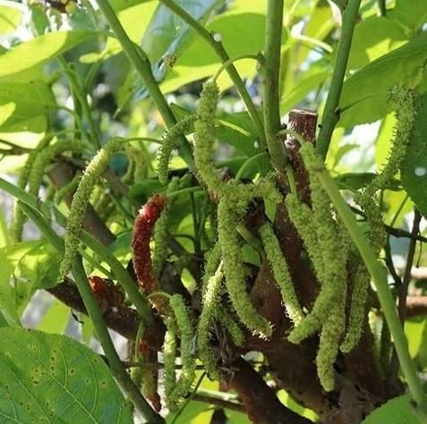 Pakistan Mulberry Plant - Live Black Mulberry Plant 12-16 Inch Bare Roots - Half Gallon Pot