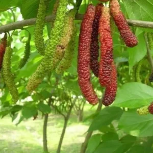 Pakistan Mulberry Plant - Live Black Mulberry Plant 12-16 Inch Bare Roots - Half Gallon Pot