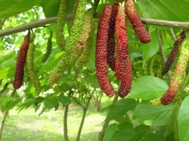 Pakistan Mulberry Plant - Live Black Mulberry Plant 12-16 Inch Bare Roots - Half Gallon Pot