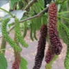 Pakistan Mulberry Plant - Live Black Mulberry Sweet Variety - 10-12 Inch Bare Roots