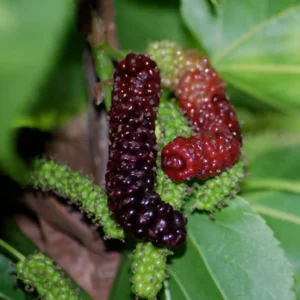 Pakistan Mulberry Plant - Live Black Mulberry Sweet Variety - 10-12 Inch Bare Roots