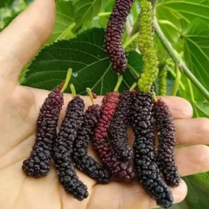 Pakistan Mulberry Plant - Live Black Mulberry Sweet Variety - 10-12 Inch Bare Roots