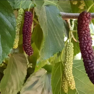 Pakistan Mulberry Plant - Live Black Mulberry Sweet Variety - 10-12 Inch Bare Roots
