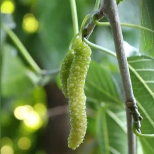 Pakistan Mulberry Plant - Live Black Mulberry Sweet Variety - 10-12 Inch Bare Roots