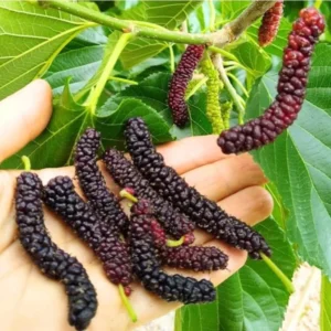 Pakistan Mulberry Tree Starter Plant - 6-8 Inches - Live Sweet Mulberry - Outdoor Fruit Tree