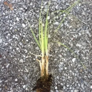 Pampas Grass Pink 4 Plugs - Ornamental Grass Cortaderia selloana