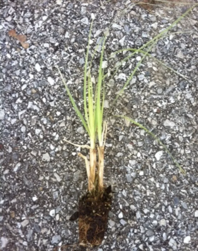 Pampas Grass Pink 4 Plugs - Ornamental Grass Cortaderia selloana