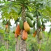 Papaya Live Plant - Yellow Papayas Tree - Carica Papaya - 6-10 Inch - 4 Inch Pot - Well Rooted Plant