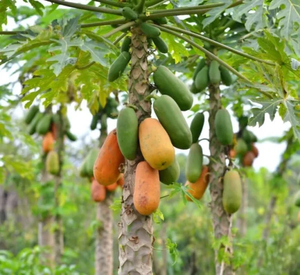 Papaya Live Plant - Yellow Papayas Tree - Carica Papaya - 6-10 Inch - 4 Inch Pot - Well Rooted Plant