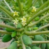 Papaya Live Plant - Yellow Papayas Tree - Carica Papaya - 6-10 Inch - 4 Inch Pot - Well Rooted Plant