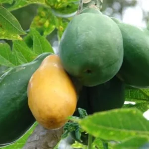 Papaya Live Plant - Yellow Papayas Tree - Carica Papaya - 6-10 Inch - 4 Inch Pot - Well Rooted Plant