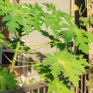 Papaya Live Plant - Yellow Papayas Tree - Carica Papaya - 6-10 Inch - 4 Inch Pot - Well Rooted Plant