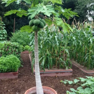 Papaya Live Plant - Yellow Papayas Tree - Carica Papaya - 6-10 Inch - 4 Inch Pot - Well Rooted Plant