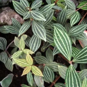 Parallel Peperomia Puteolata Radiator Plant – 2.5