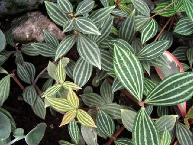 Parallel Peperomia Puteolata Radiator Plant – 2.5" Pot Live Indoor Houseplant