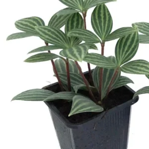 Parallel Peperomia Puteolata Radiator Plant – 2.5