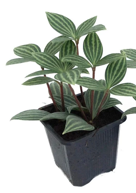 Parallel Peperomia Puteolata Radiator Plant – 2.5" Pot Live Indoor Houseplant