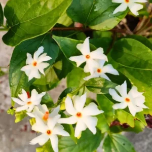 Parijat Plant Nyctanthes Arbor-Tristis - Night Flowering Jasmine Plant 8-10 Inch in Half Gallon Pot