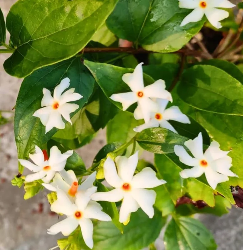 Parijat Plant Nyctanthes Arbor-Tristis - Night Flowering Jasmine Plant 8-10 Inch in Half Gallon Pot