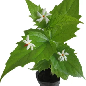 Parijat Plant Nyctanthes Arbor-Tristis - Night Flowering Jasmine Plant 8-10 Inch in Half Gallon Pot